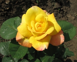 Роза чайно-гибридная Кенари (Canary)