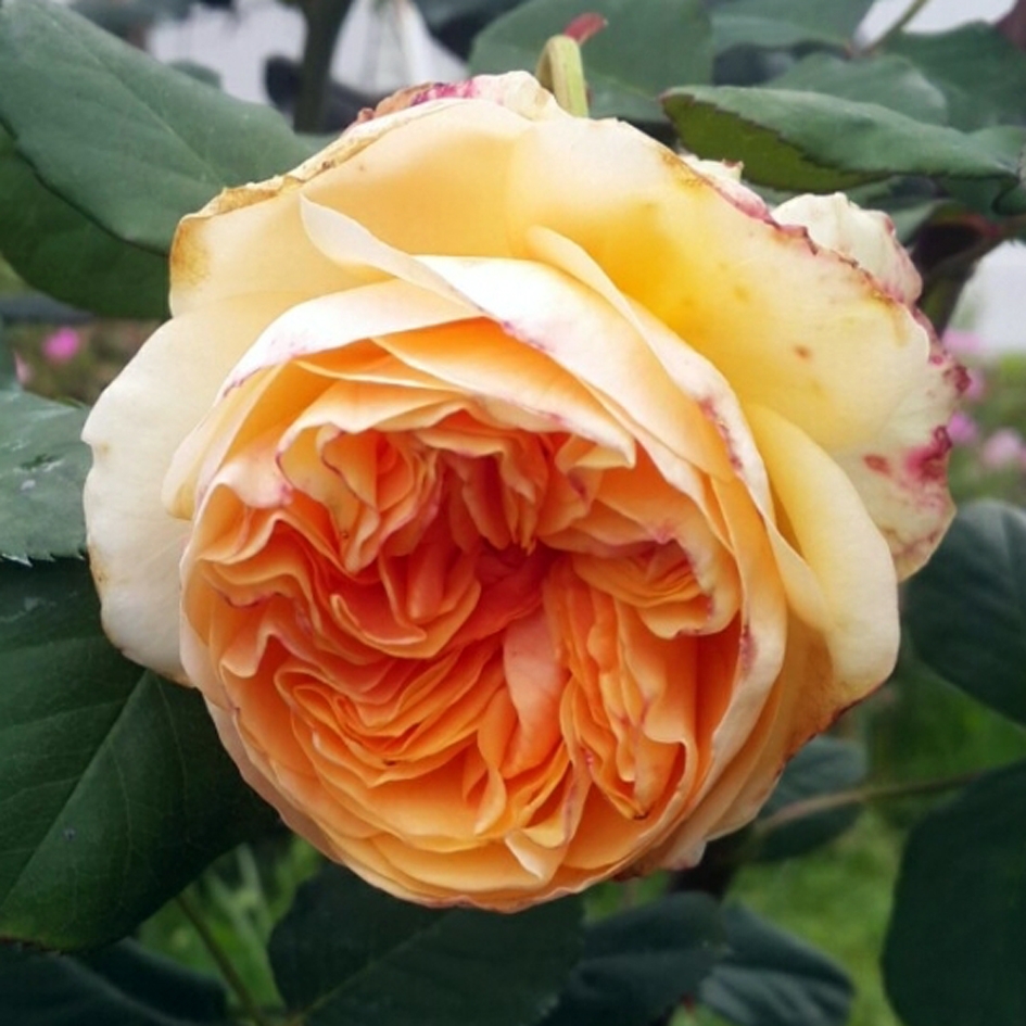 Роза плетистая Априкот Скай (Apricot Sky)