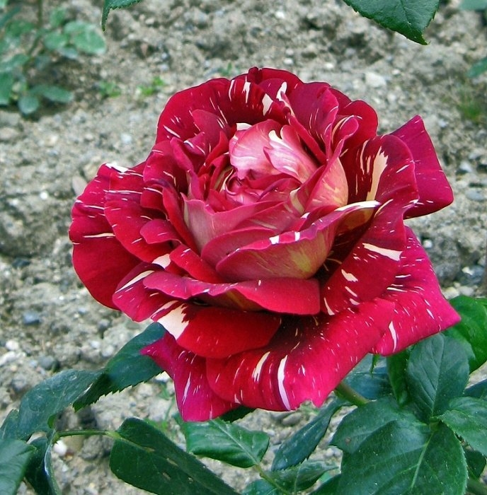 Роза чайно-гибридная Пестрая Фантазия 
