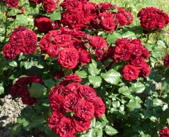 Роза флорибунда Лаваглют (Lavaglut)