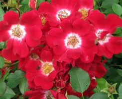 Роза почвопокровная Руж Мейяндекор (Rouge Meillandecor)
