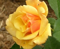 Роза парковая Постилион (Postillion)