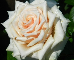 Роза чайно-гибридная Талея (Talea+)