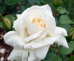 Роза плетистая Вайсе Вольке (Weisse Wolke)