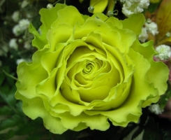 Роза чайно-гибридная Лимбо (Limbo)
