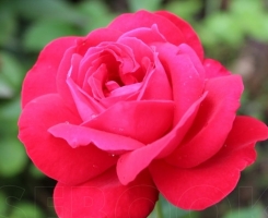Роза чайно-гибридная Мадам де Кер (Dame de Coeur)
