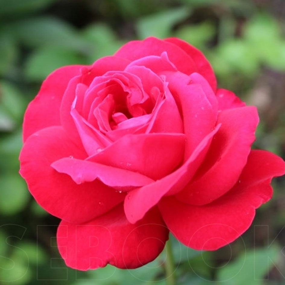 Роза чайно-гибридная Мадам де Кер (Dame de Coeur)