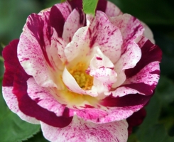 Роза плетистая/почвопокровная Пурпл Сплеш (Purple Splash)