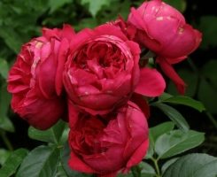 Роза чайно-гибридная Травиата (Traviata)