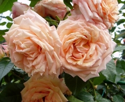 Роза плетистая Барок (Barock)