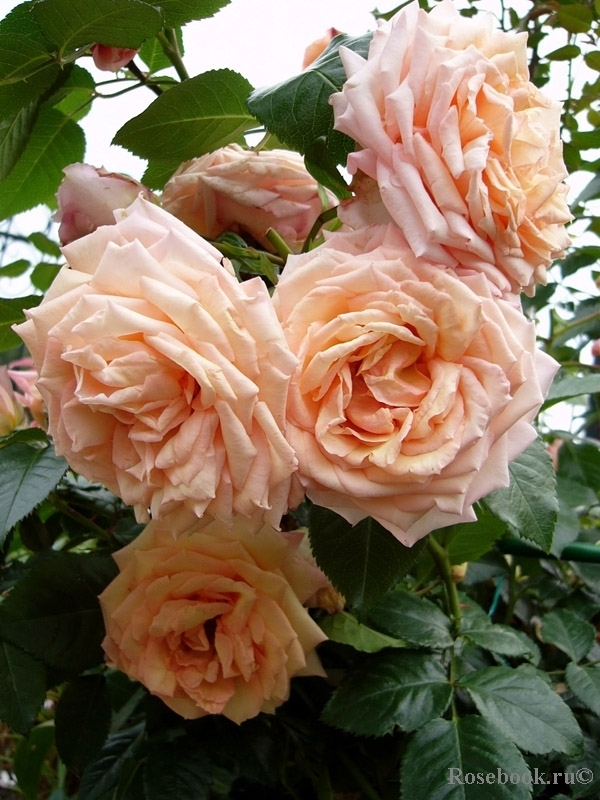 Роза плетистая Барок (Barock)