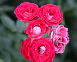 Роза флорибунда Шоне Кобленцерин (Schone Koblenzerin)