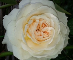 Роза плетистая Мон Жарден (Mon Jardin et Ma Maison)