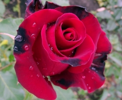 Роза чайно-гибридная Ред Вельвет (Red Velvet)