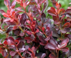 Барбарис тунберга Atropurpurea Nana (Атропурпуреа Нана) р9