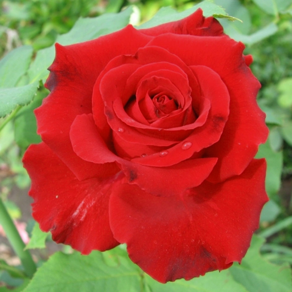 Роза чайно-гибридная Лавли Ред (Lovely Red)