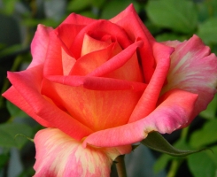 Роза чайно-гибридная Элеганс 