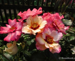 Розы-спрей и низкорослые розы - Парк Роз-более 2000 растений