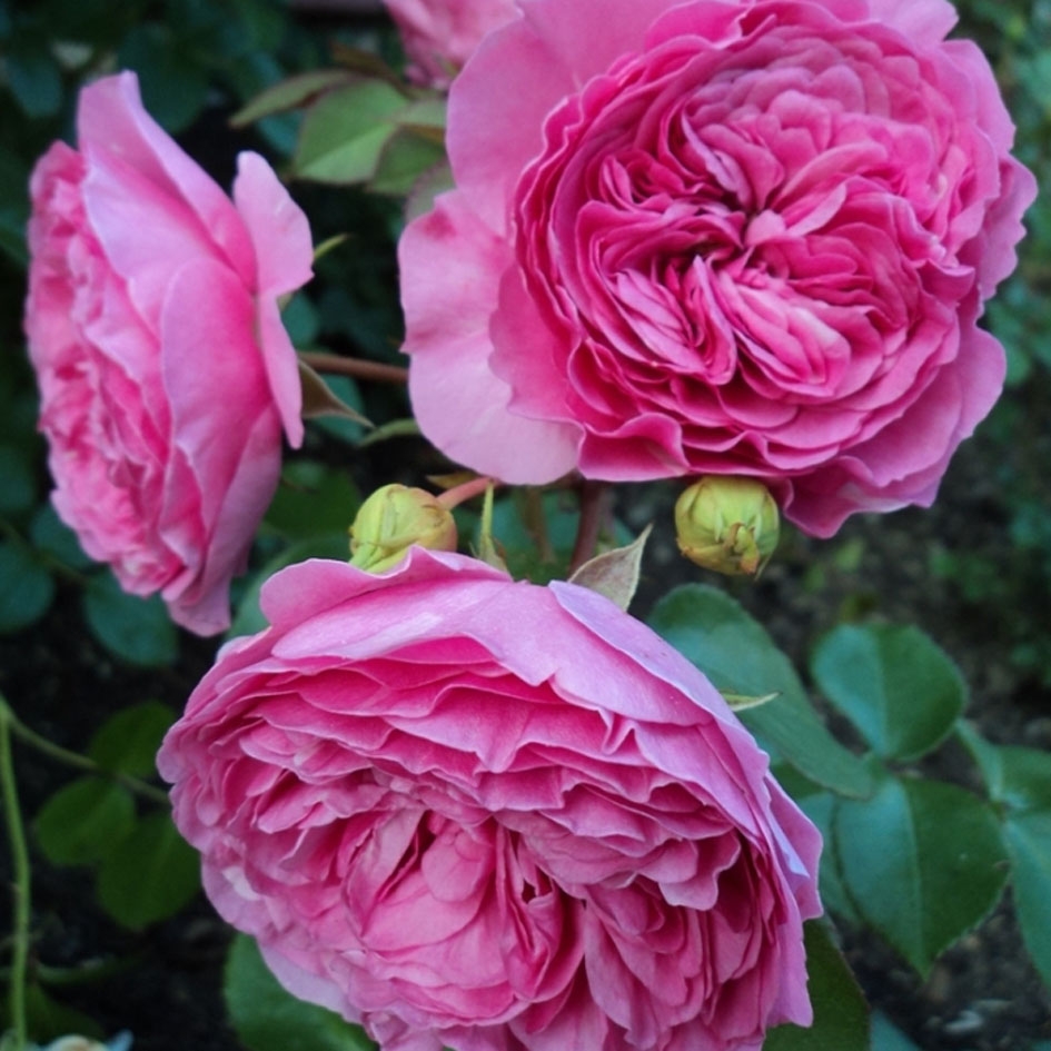 Роза флорибунда Баронесса (Baronesse)
