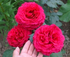 Роза флорибунда Роз де Кватро Вент (4 Ветра, Rose des 4 Vents)