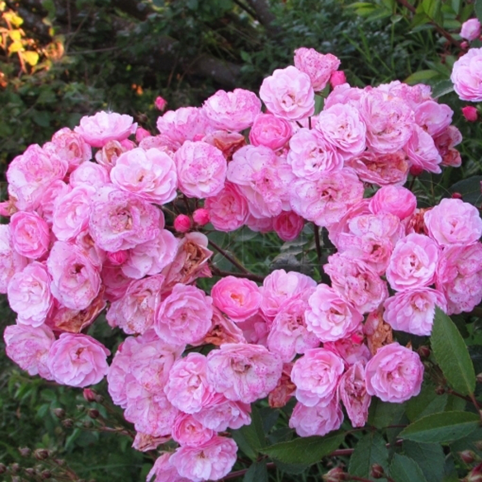 Роза ландшафтная Хэвенли Пинк (Heavenly Pink)