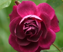 Роза флорибунда Бургунди Айс (Burgundy Ice)