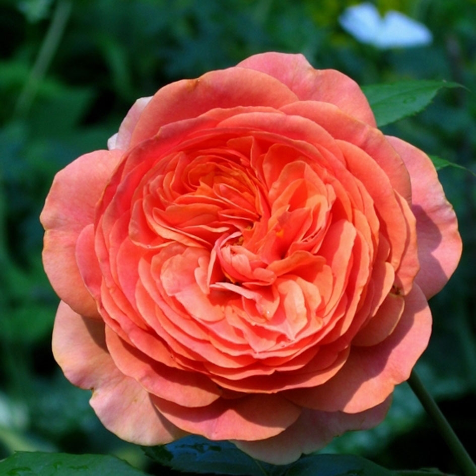 Роза флорибунда Чиппендейл (Chippendale)