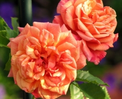 Роза плетистая Алоха (Aloha)