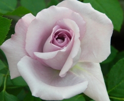 Роза плетистая Индиголетта (Indigoletta)