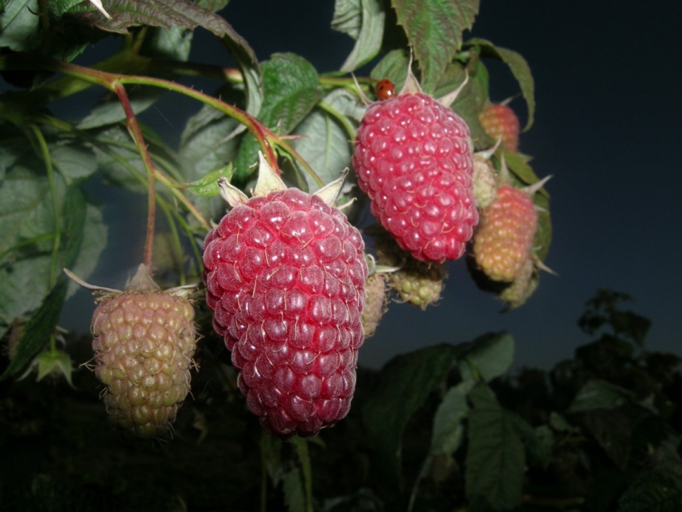 Малина Атлант