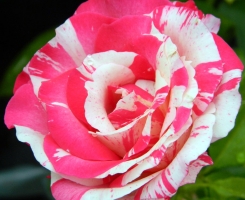 Роза чайно-гибридная Сатин (Малиновый звон)