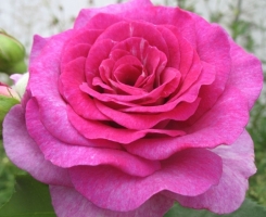 Роза флорибунда Виолет Парфюм (Violette Parfumee)