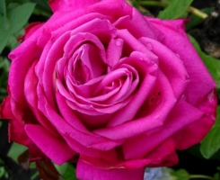 Роза чайно-гибридная Дуфтрауш (Duftrausch)