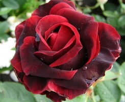 Роза чайно-гибридная Норита (Norita)