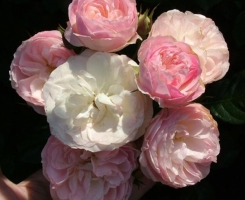 Роза парковая Букет Парфе (Bouquet Parfait)