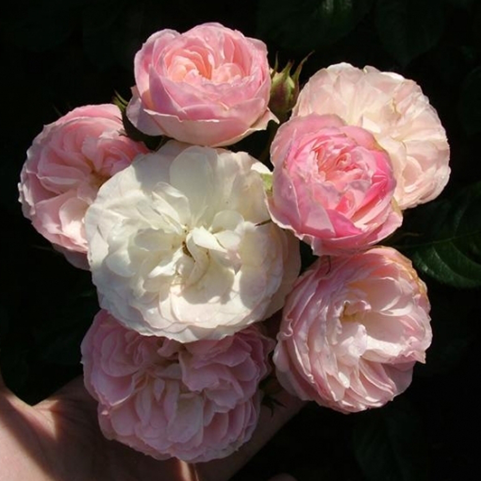 Роза парковая Букет Парфе (Bouquet Parfait)  ПРОДАНО