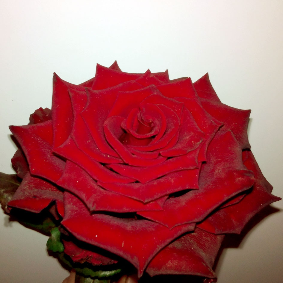 Роза чайно-гибридная Эксповер 