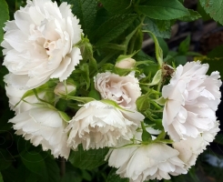 Роза неукрывная Вайт Гротендорст (White Grootendorst)