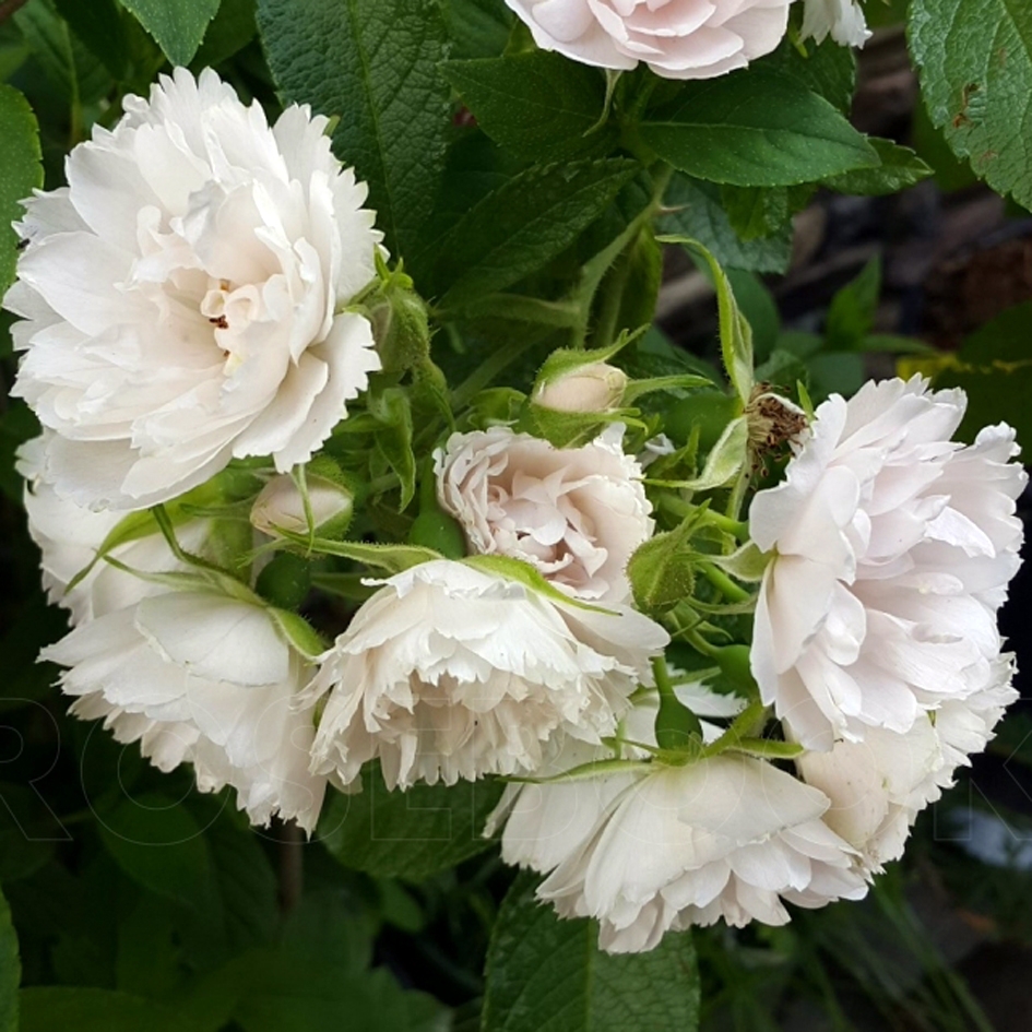 Роза неукрывная Вайт Гротендорст (White Grootendorst)