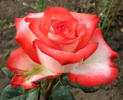 Роза чайно-гибридная Блаш (Blush)