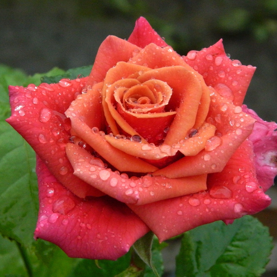 Роза чайно-гибридная Мирабай