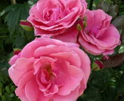 Роза плетистая Лавиния (Lawinia )