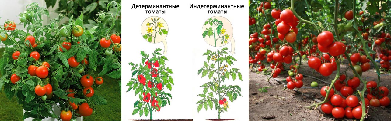 Чем отличаются детерминантные и индетерминатные и штамбовые помидоры? -  Парк Роз-более 2000 растений